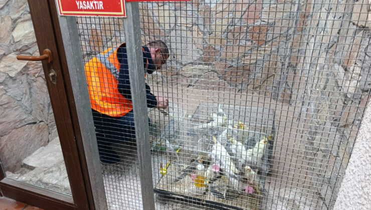 Kırşehir’de Depoda 66 Yabani Kuş Ele Geçirildi