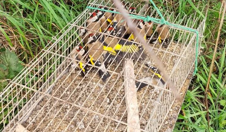 Yalova’da Saka Kuşu Avlayan Kaçak Avcıya Ceza Yağdı: Toplam 182 Bin TL