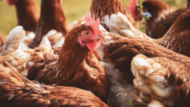 Ticaret Bakanlığı’ndan Mısır İthalatında Fiyat İstikrarı Hamlesi: 3 Milyon Tonluk Tarife Kontenjanı Açıldı