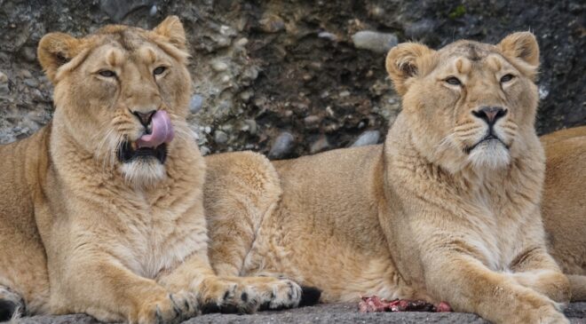 Japonya’da Hayvanat Bahçesinde 3 Aslan Sıcak Çarpması Şüphesiyle Öldü